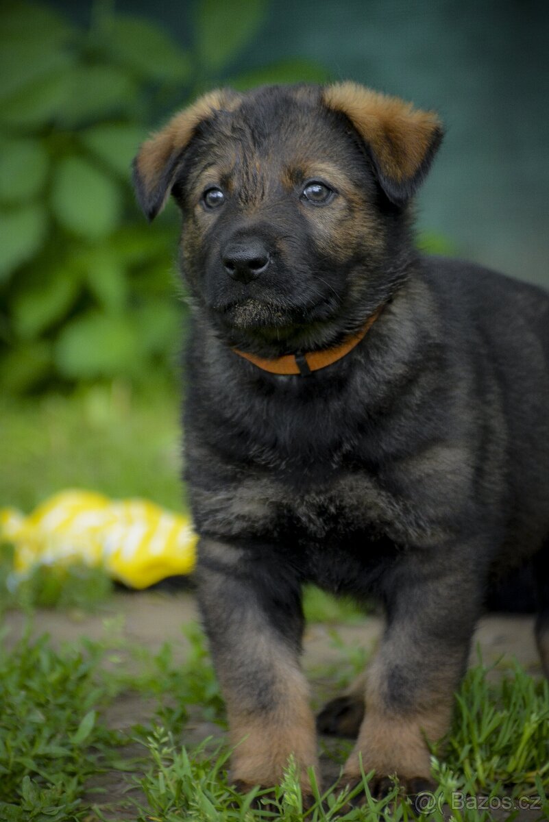 Německý ovčák sytě vlkošedý k odběru s PP - 2