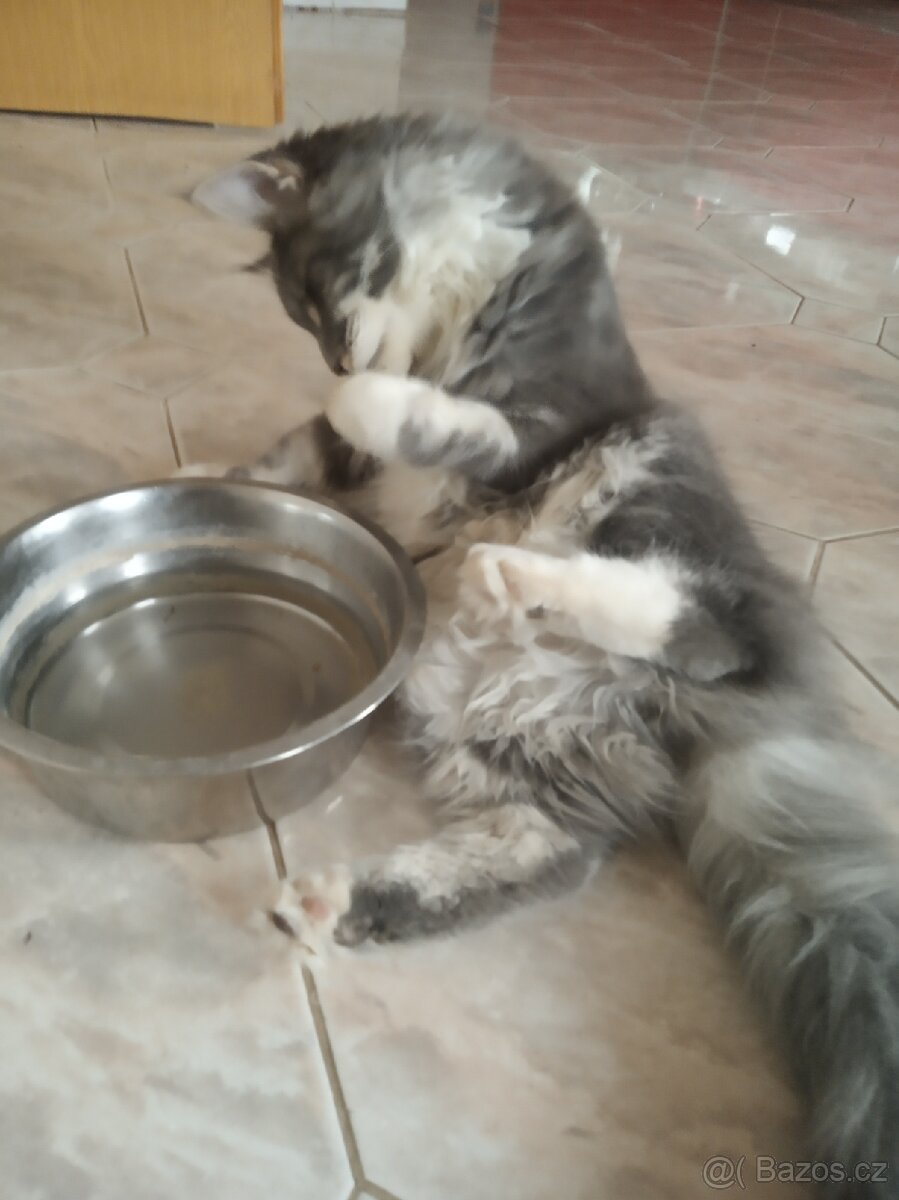 Kocourek ke krytí. - 2