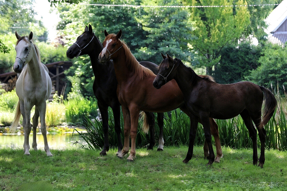 Nabízíme k prodeji arabské plnokrevníky - 2