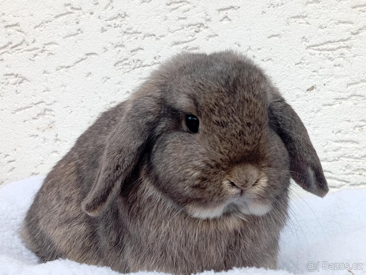 Volná samička - Anglický Zakrslý Beránek MiniLop🍑🧡 - 2