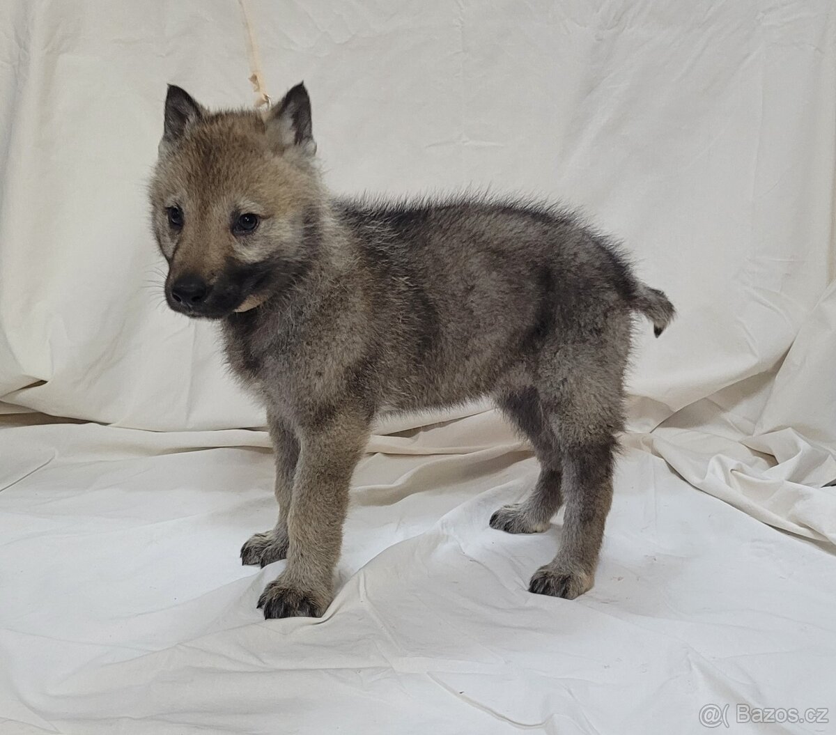 Československý vlčák - bez PP po rodičoch s PP - 2