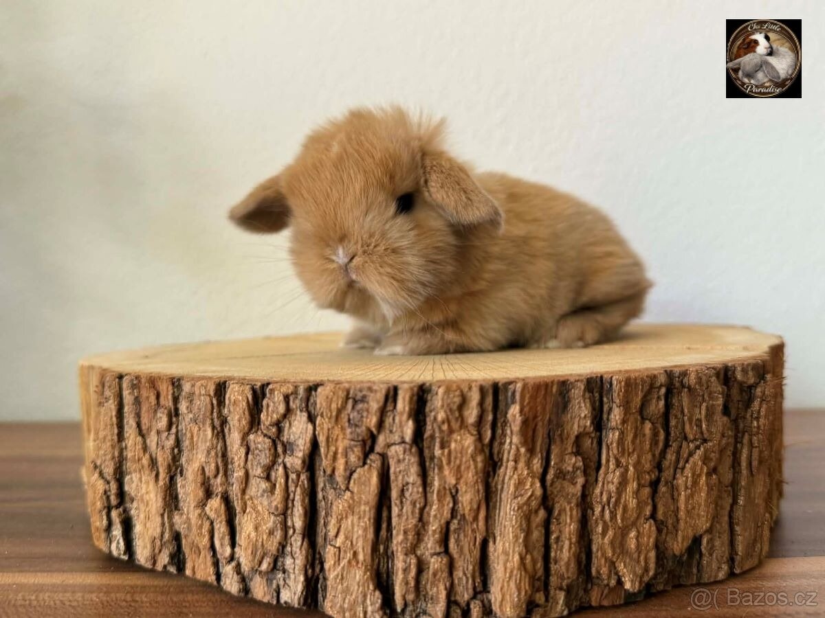 Minilop - zakrslý beránek - 2