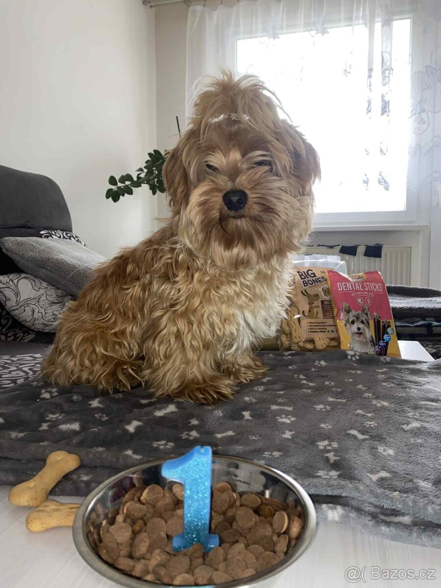 Gold Yorkshire Terrier - 2