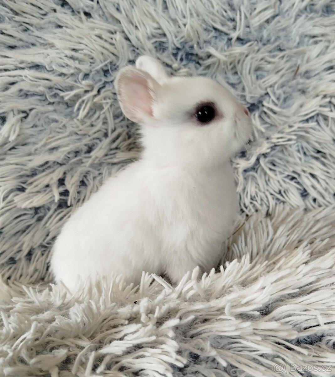 Zakrslý králík - 2