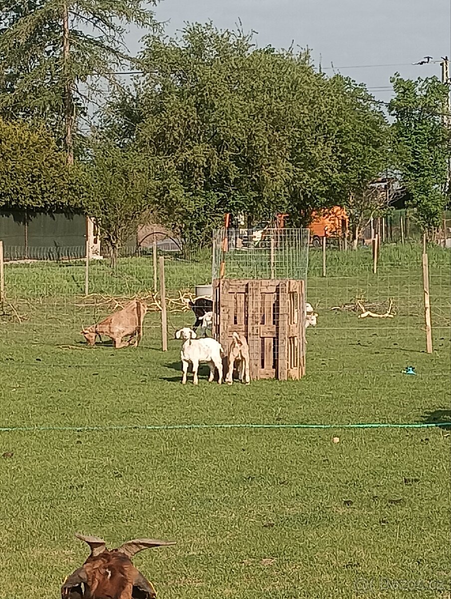 Prodej jehňat a kůzlat - 2