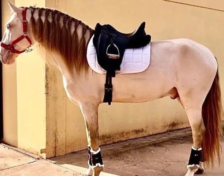 Lusitano hřebeček - 2