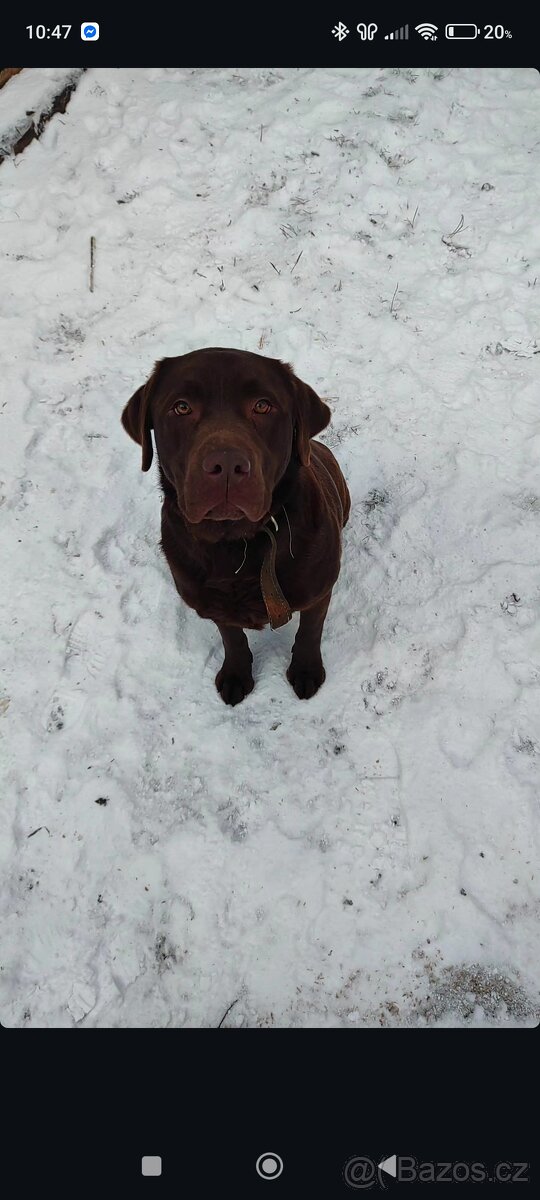 Labrador - 2