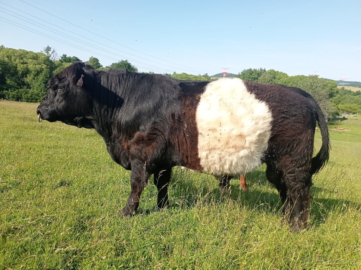 Plemenný býk belted galloway - EKO - 2