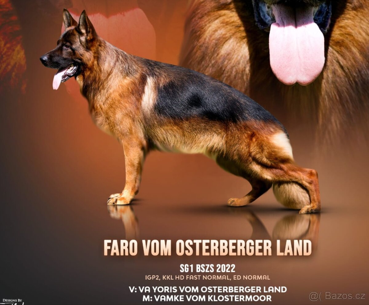 Německý ovčák - štěňata s PP - 2