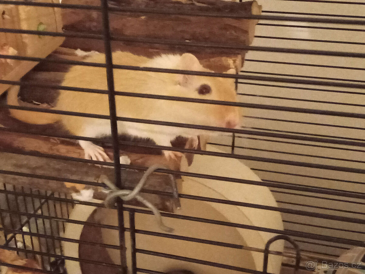 Daruji dvě samice pískomila - 2