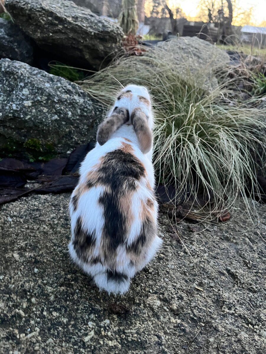 Zakrslý beránek - holčička ❤️ - 2