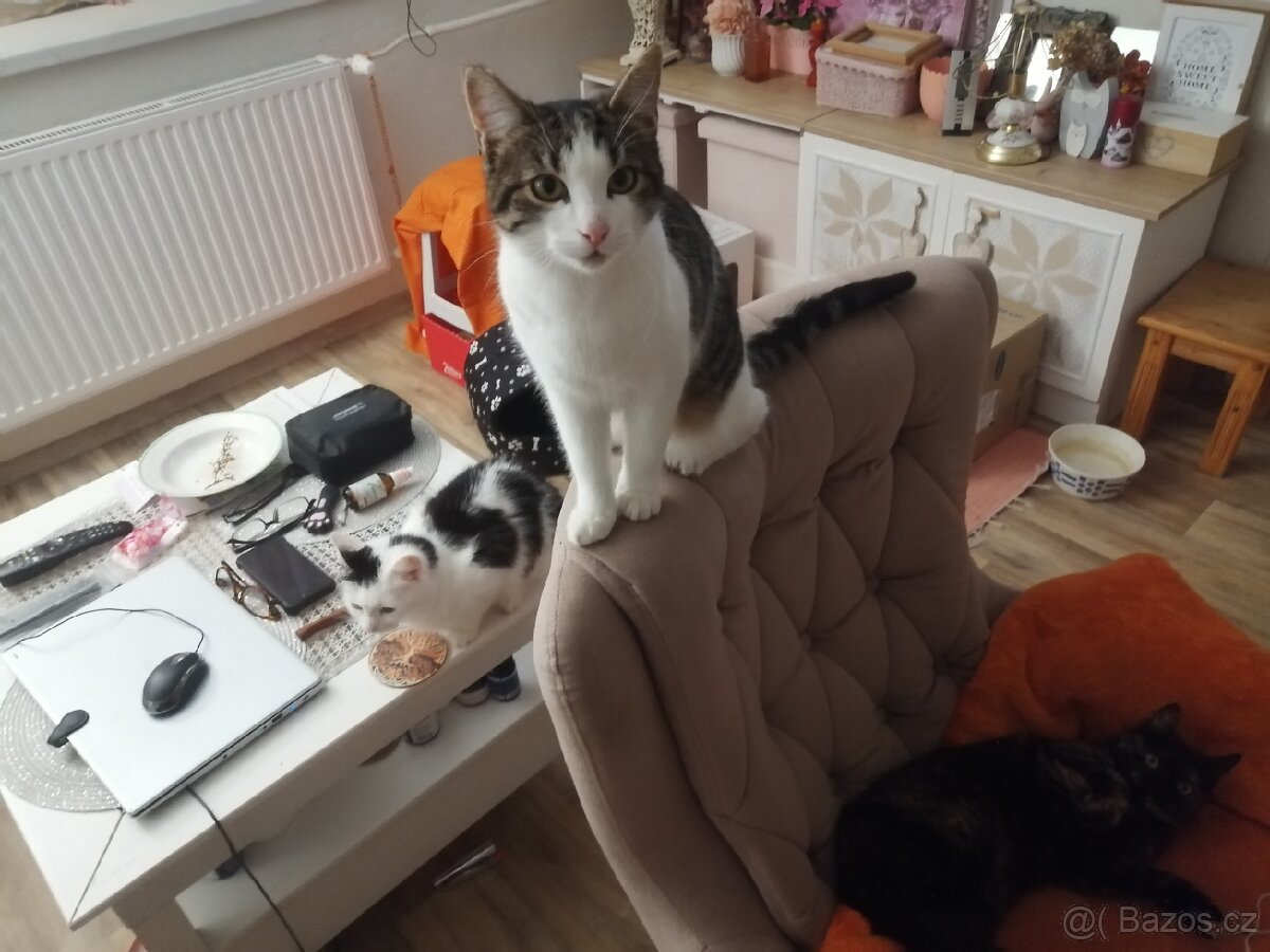 Milý kocourek Hubi hledá nový domov - 2