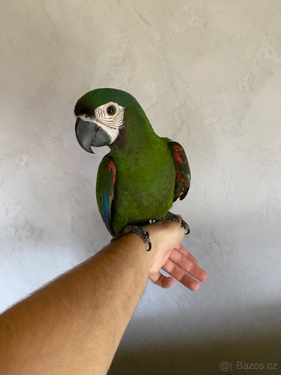 ARA SEVERA - ARA MALÝ - ručně dokrmený SAMEČEK / DNA test - 2