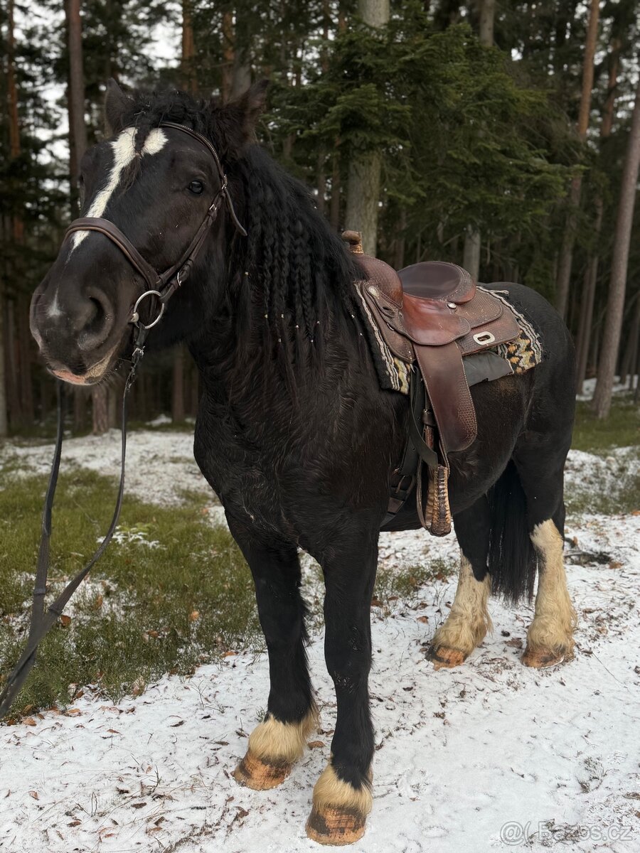 4letý hřebec na prodej - 2