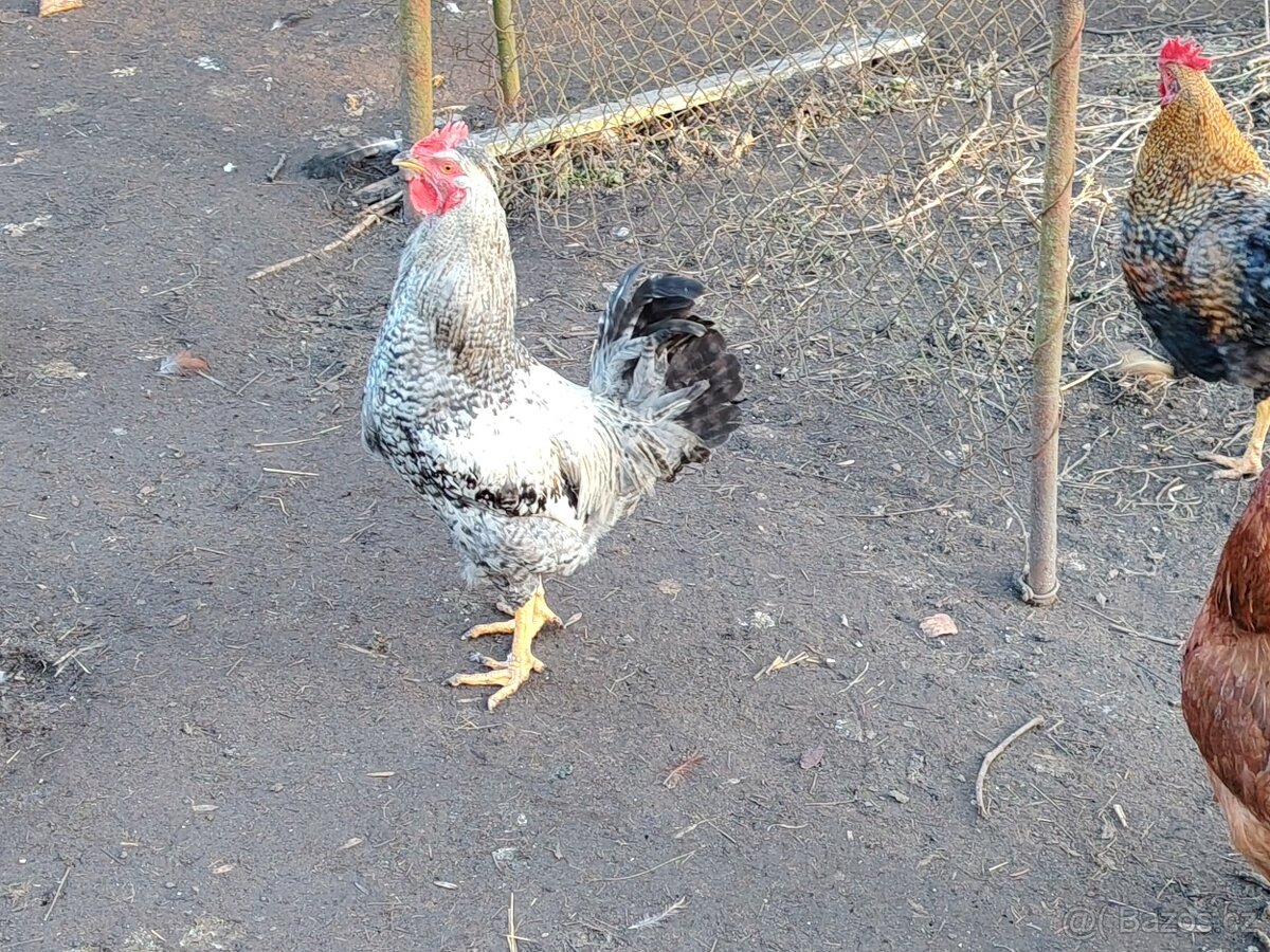 Lonští kohouti - 2
