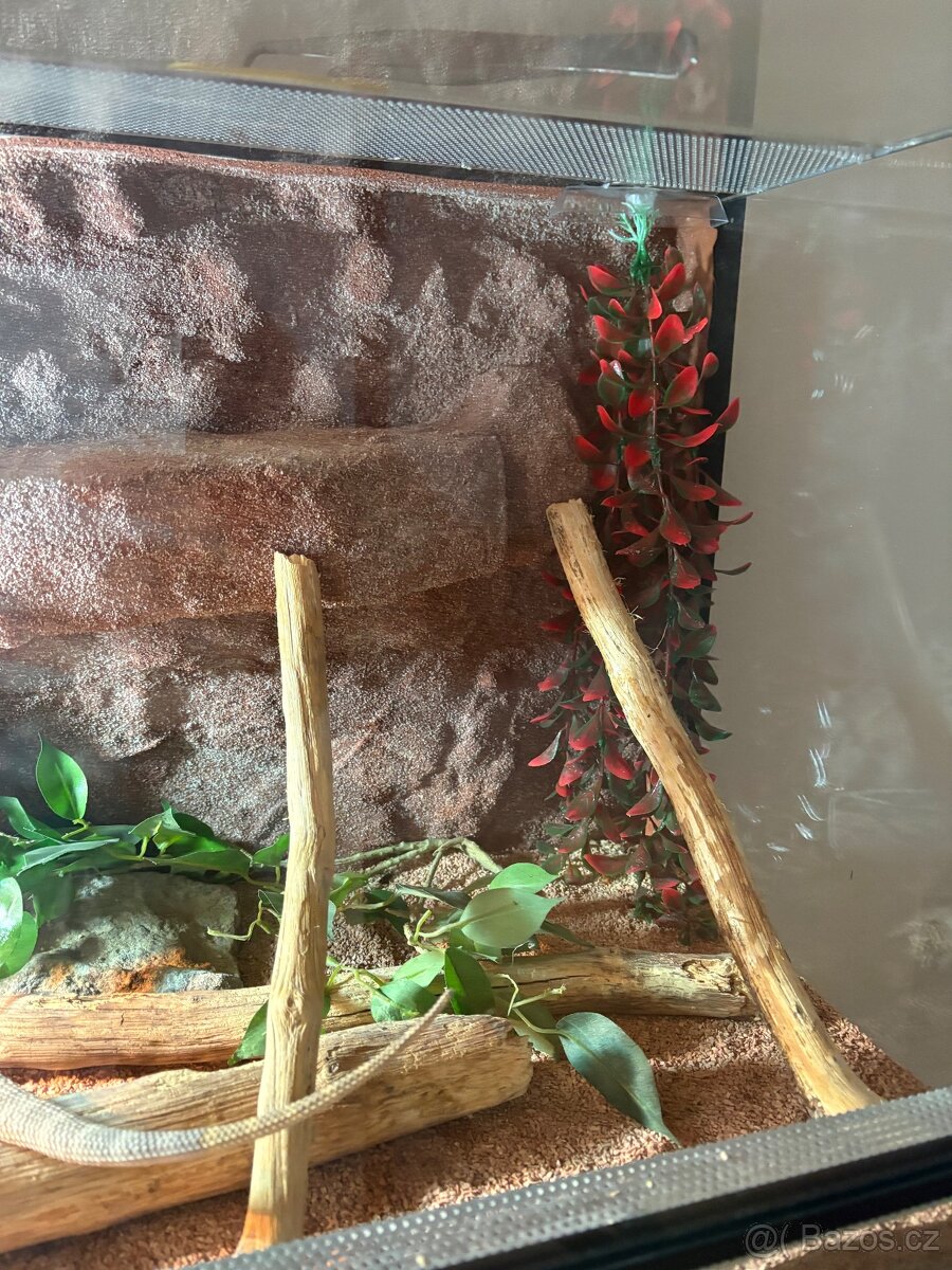 Terarium s agamou - 2