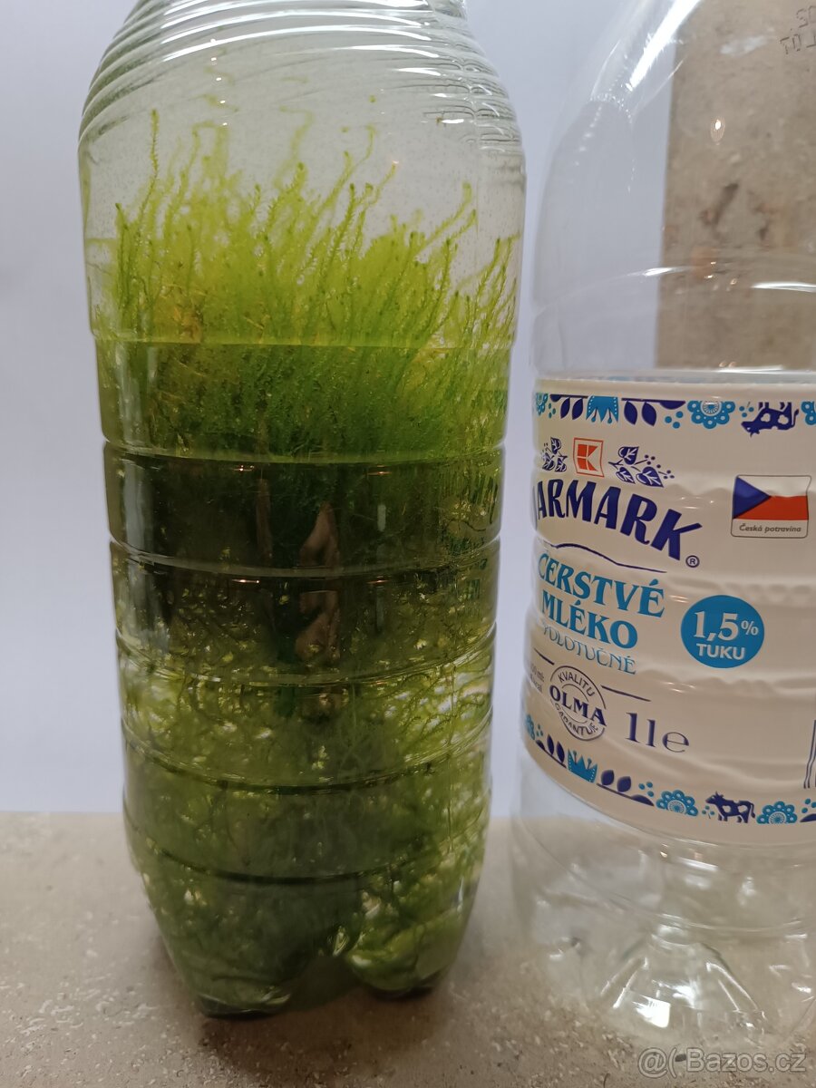 Jávský mech, javský mech (Singapurský mech) - 2