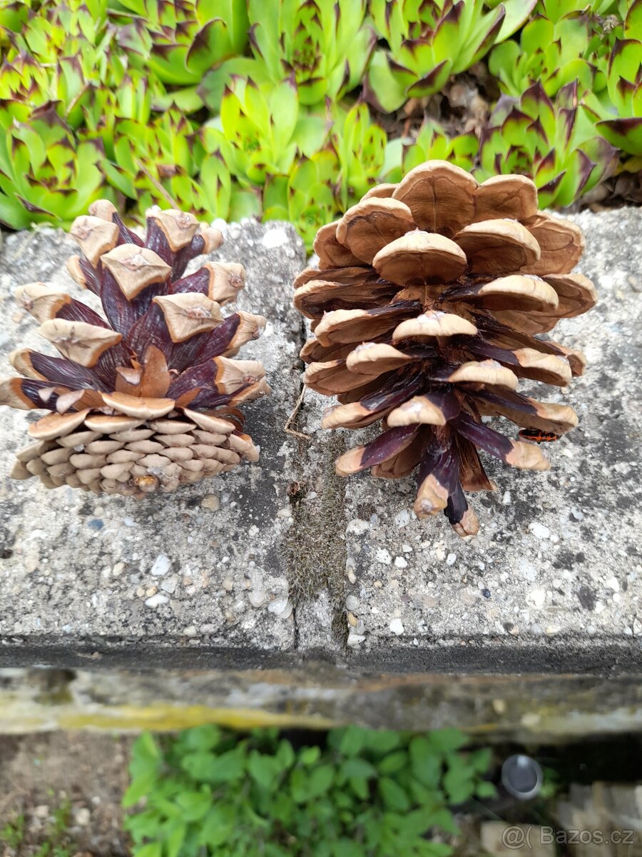 borové šišky - 2