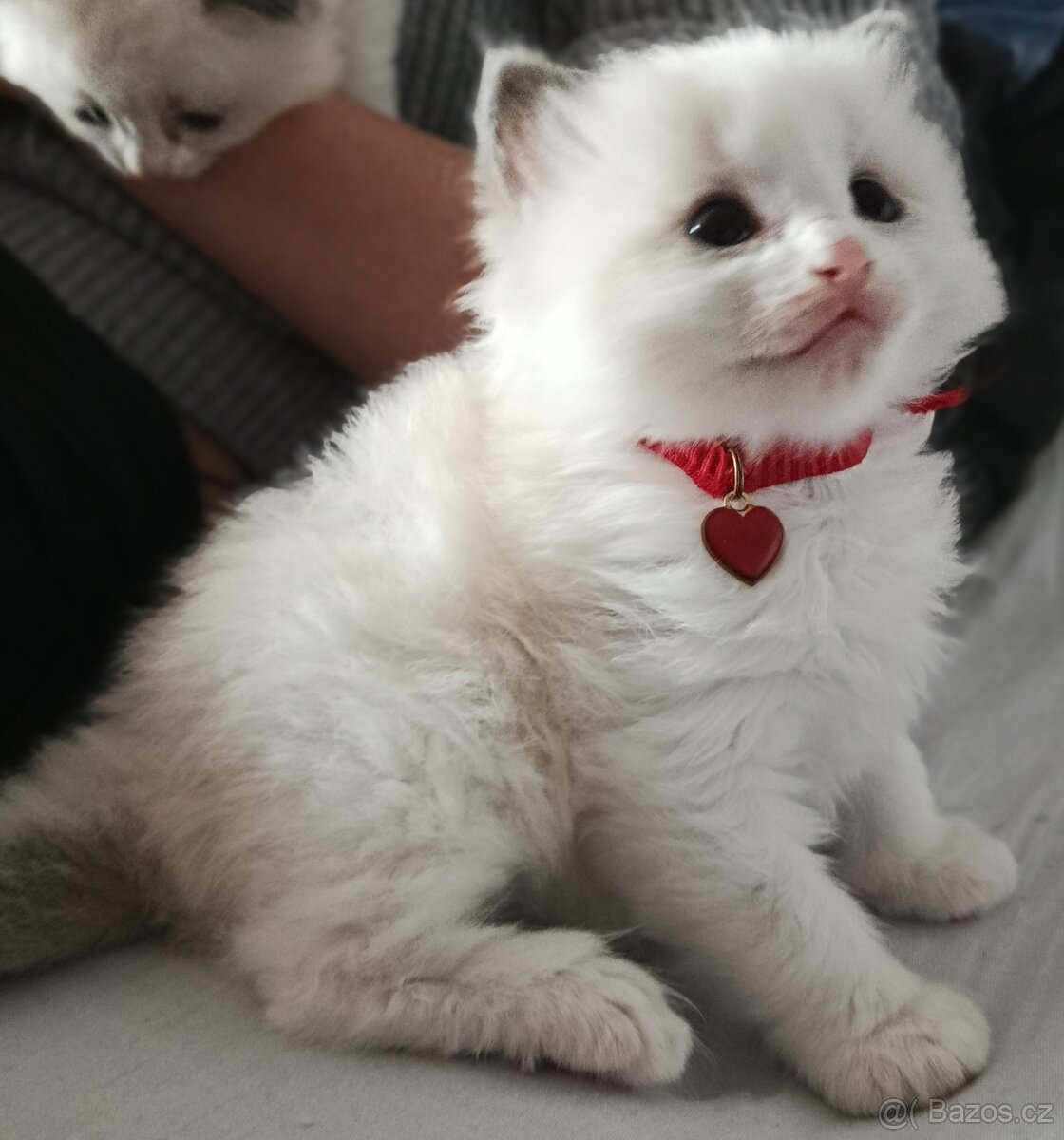 Ragdoll s pp - 2