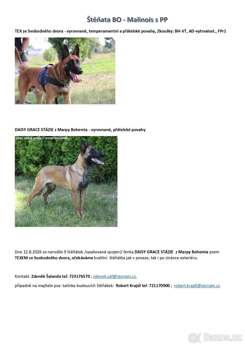 Belgický ovčák - malinois - 2