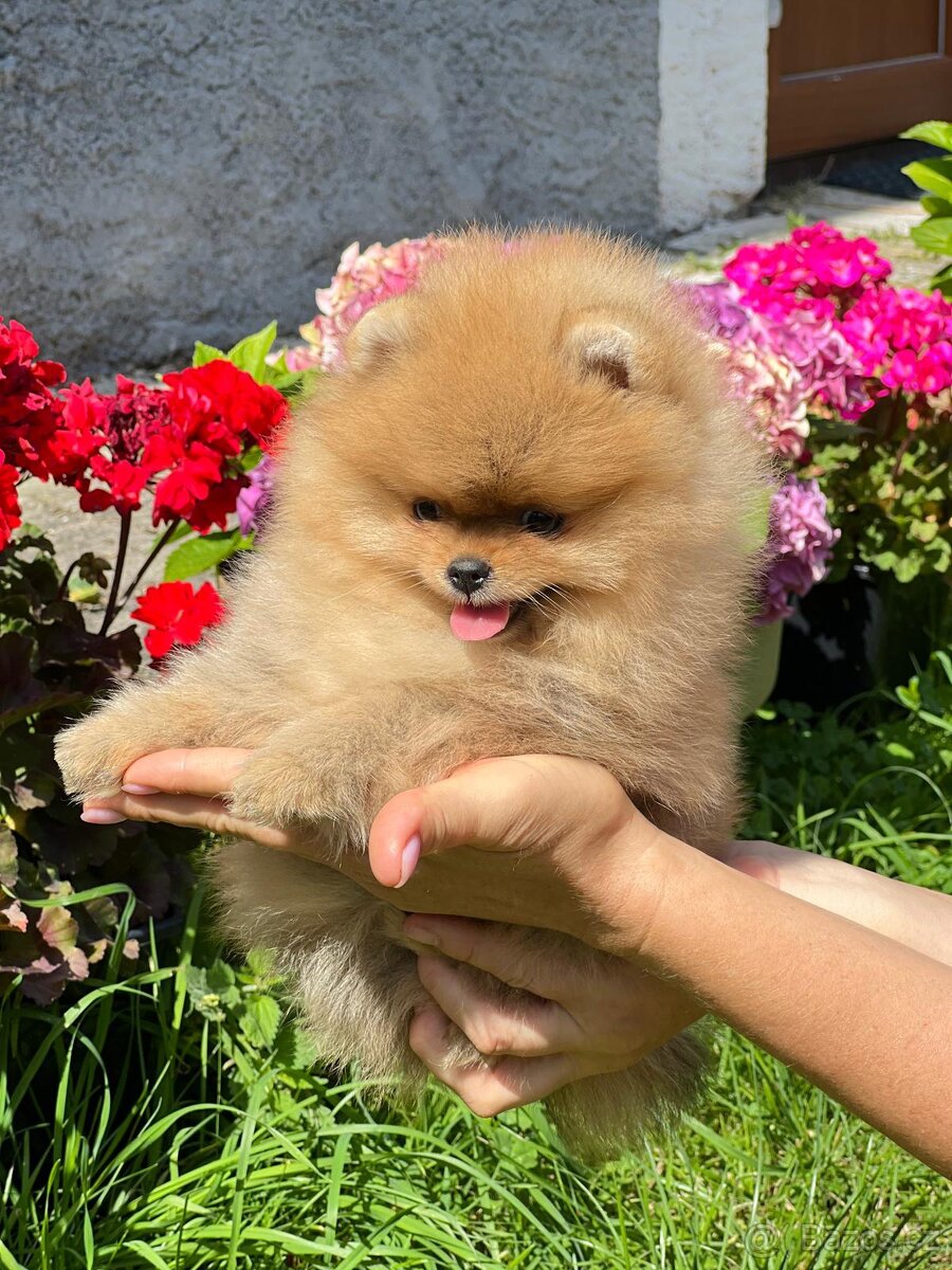 Pomeranian - 2