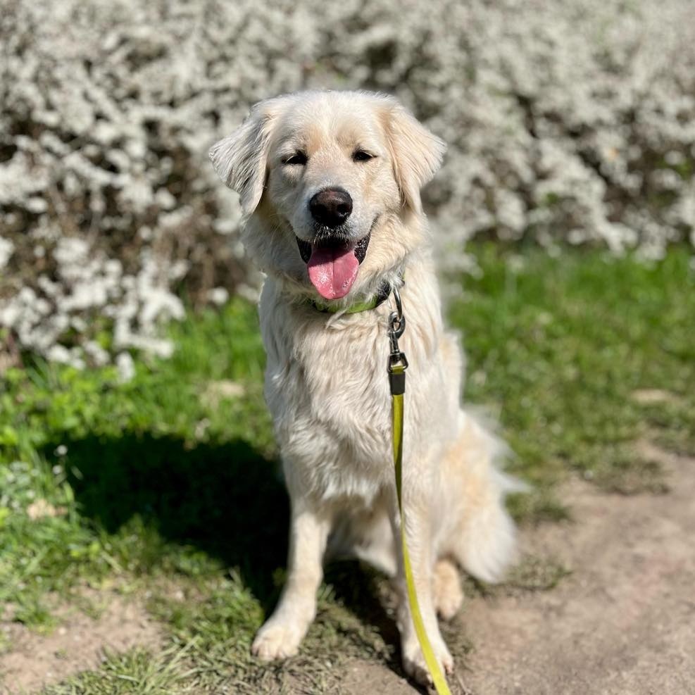 Slovenský čuvač - 2