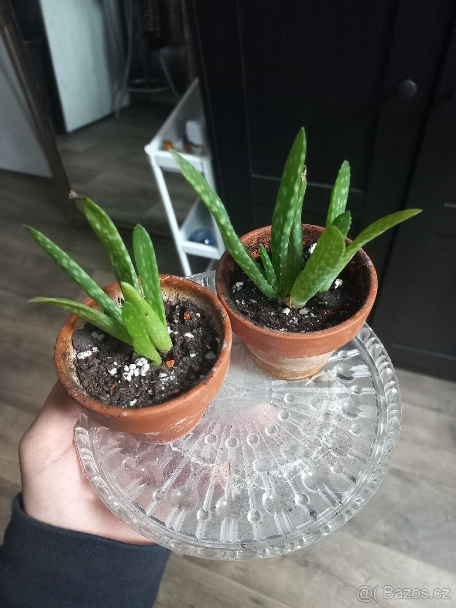 Mini Aloe Vera rostlinka - 2