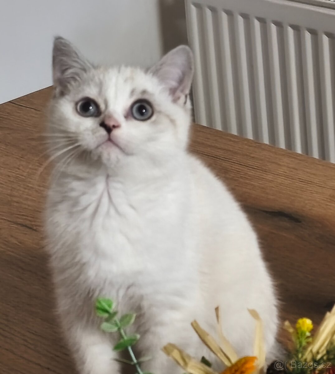 Britská koťátka - 2