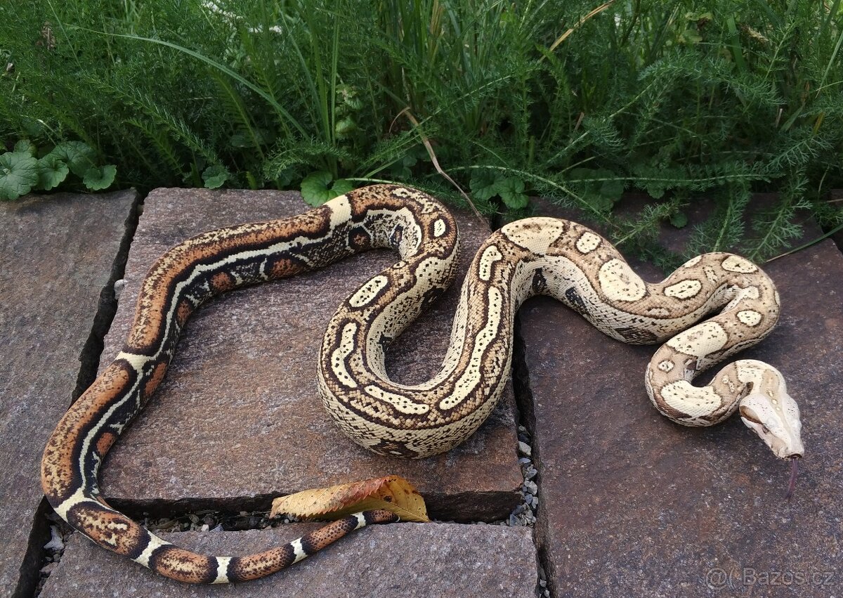 Boa imperator - Ghost het VPI, VPI Jungle het Anery - 2