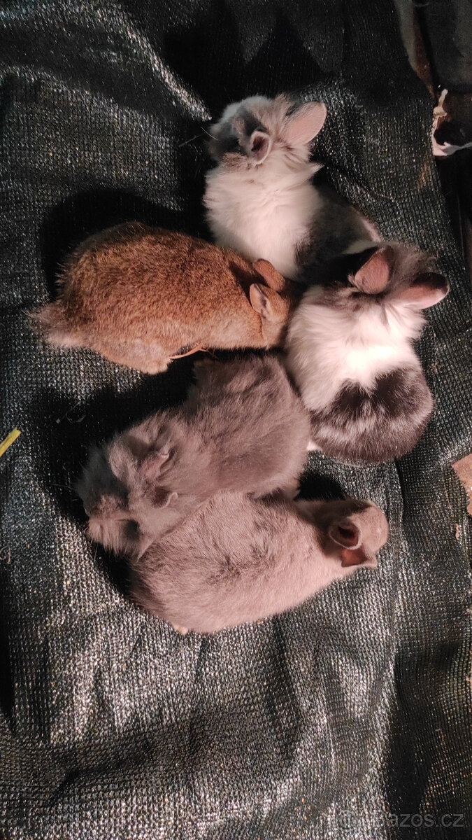 Zakrslí králíčci / králíci - 2