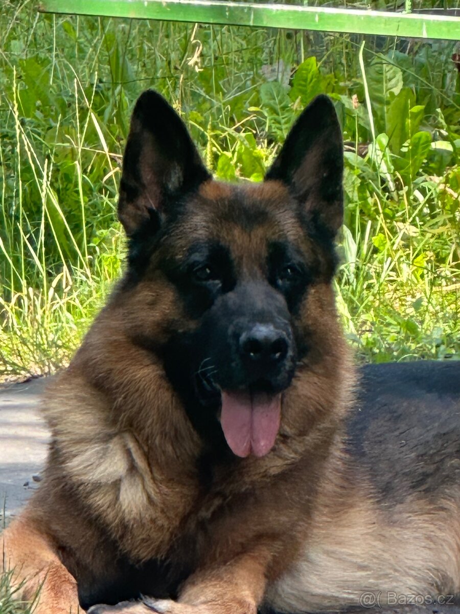 Německý ovčák- štěně fenka s PP - 2