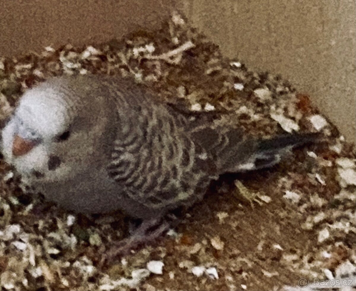 Andulka vlnkovaná - 2