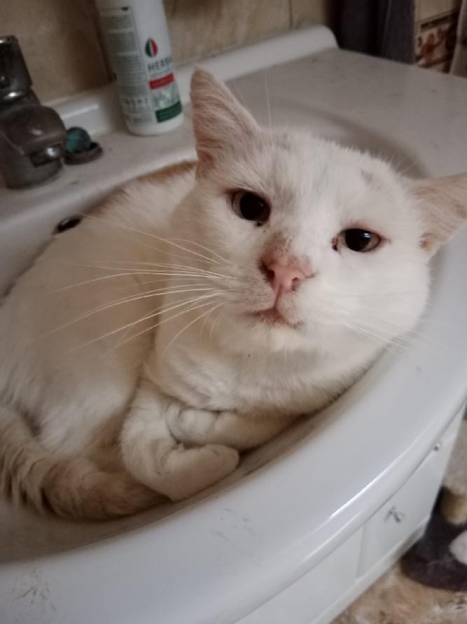 kocourek Siri 8 let - - 2