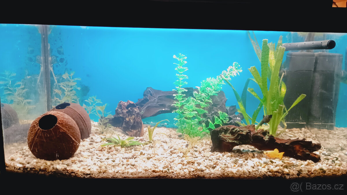 AKVARIUM a rybičky - 2