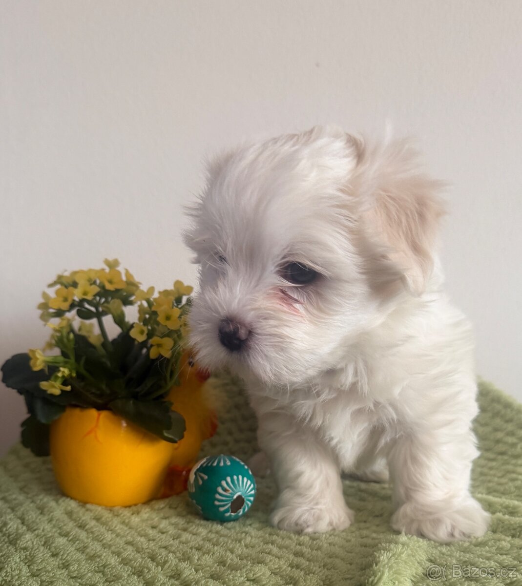 Coton de Tulear s PP - 2