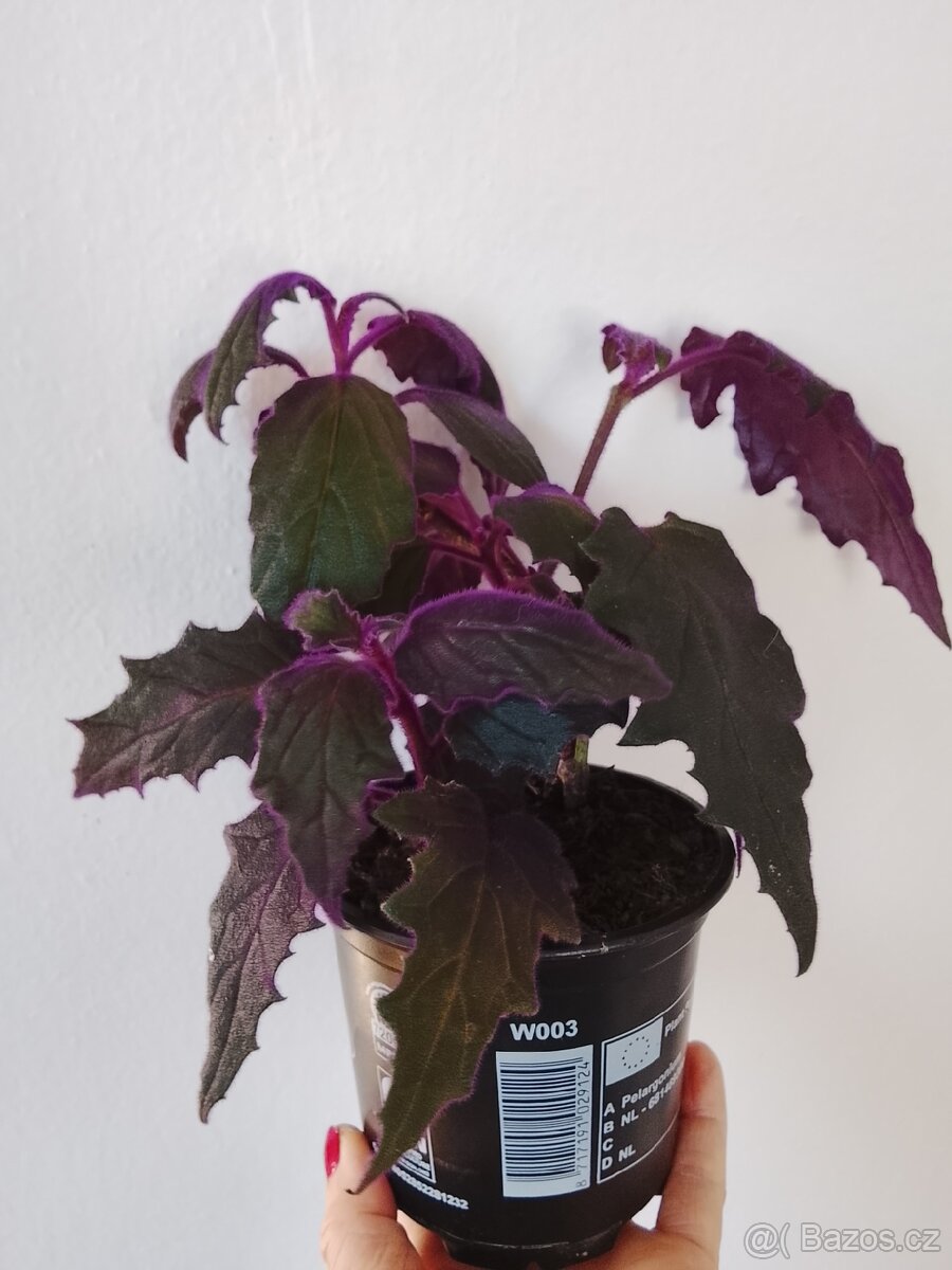 Gynura aurantiaca - 2