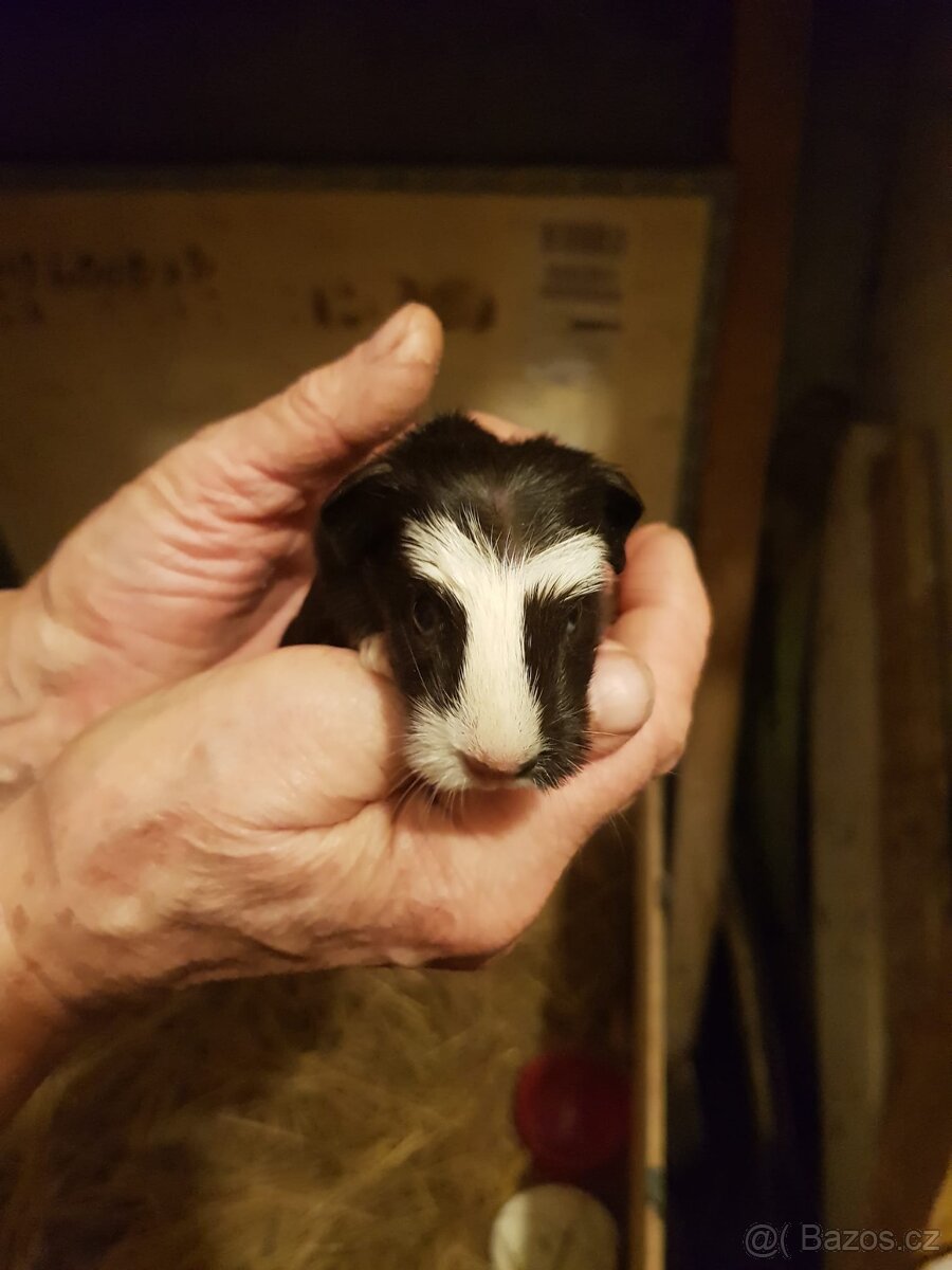 Prodáme cuy morčátka - 2