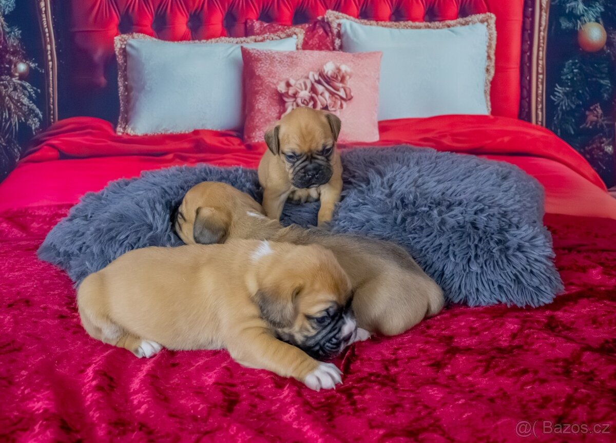 Štěňata francouzak + bordeaxska doga - 2