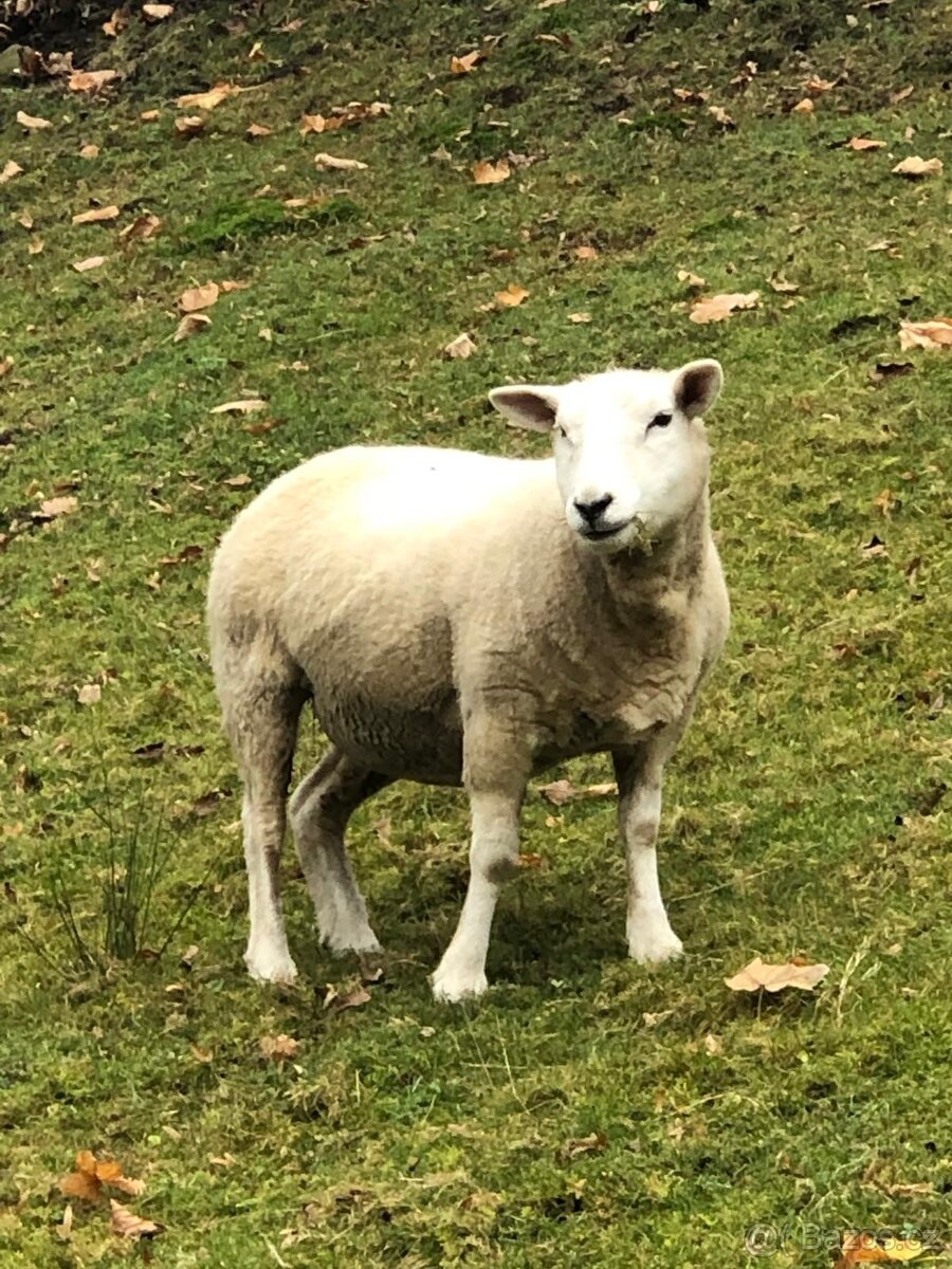 Prodám jehňata - 2