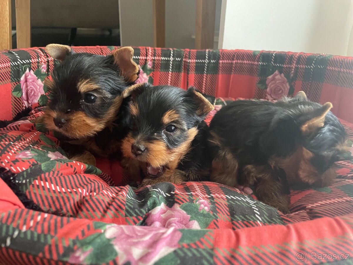 Jorkširský teriér s průkazem puvodu - 2