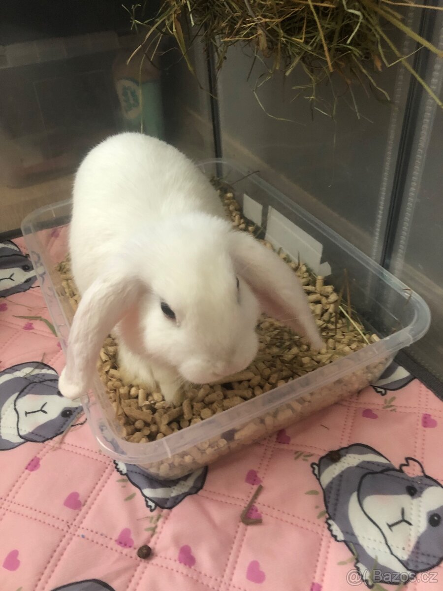 Zakrslý beránci - 2