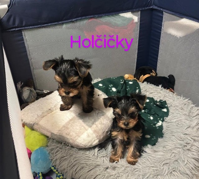 Jorkšírský teriér - 2