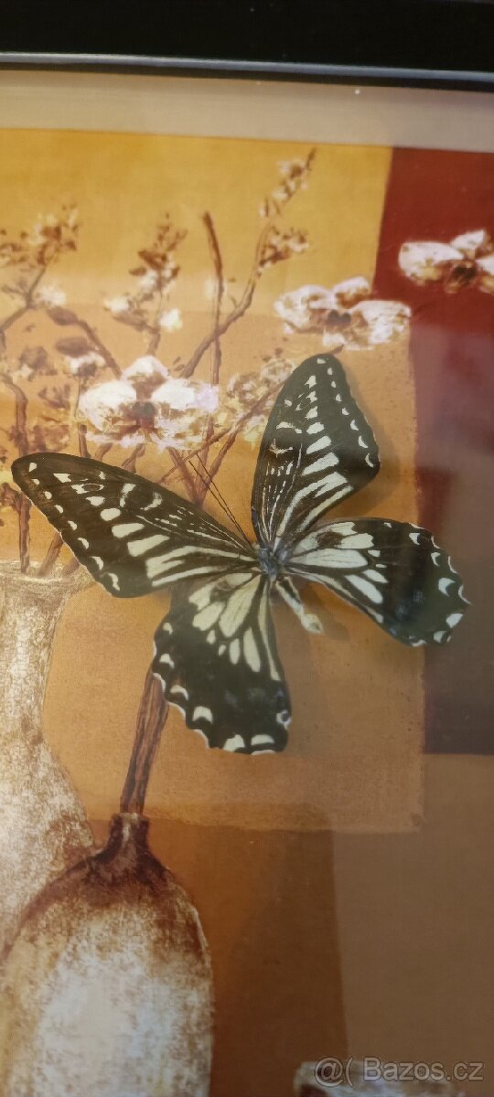 Motýl v rámečku - 2