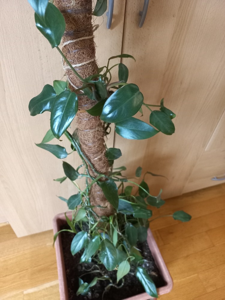 Popínavá pokojová rostlina - 2