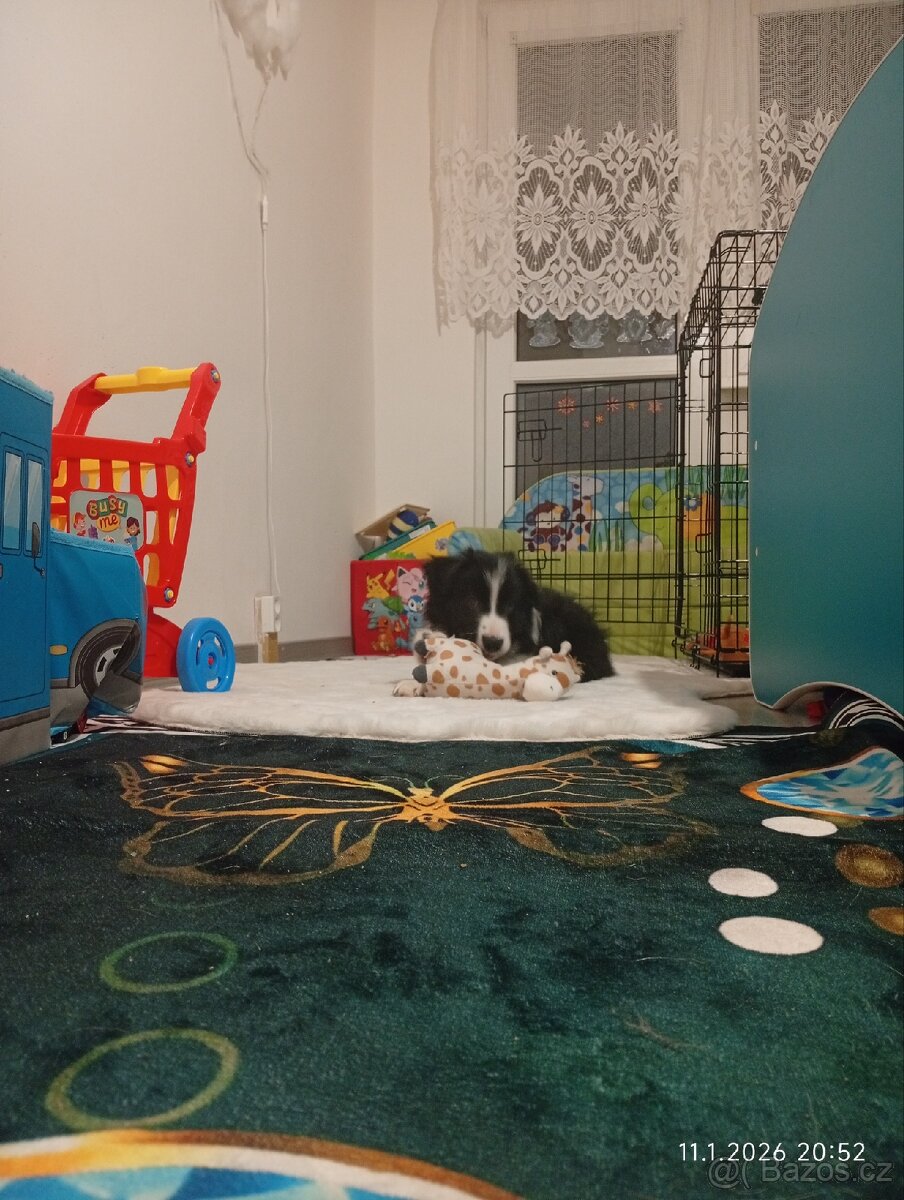 Štěně border kolie - 2