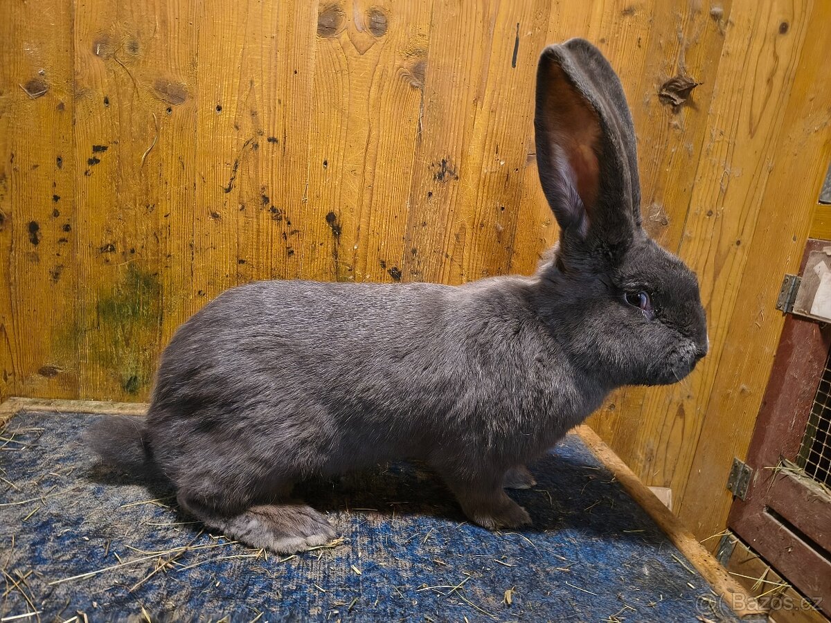 Belgický obr modrý - 2