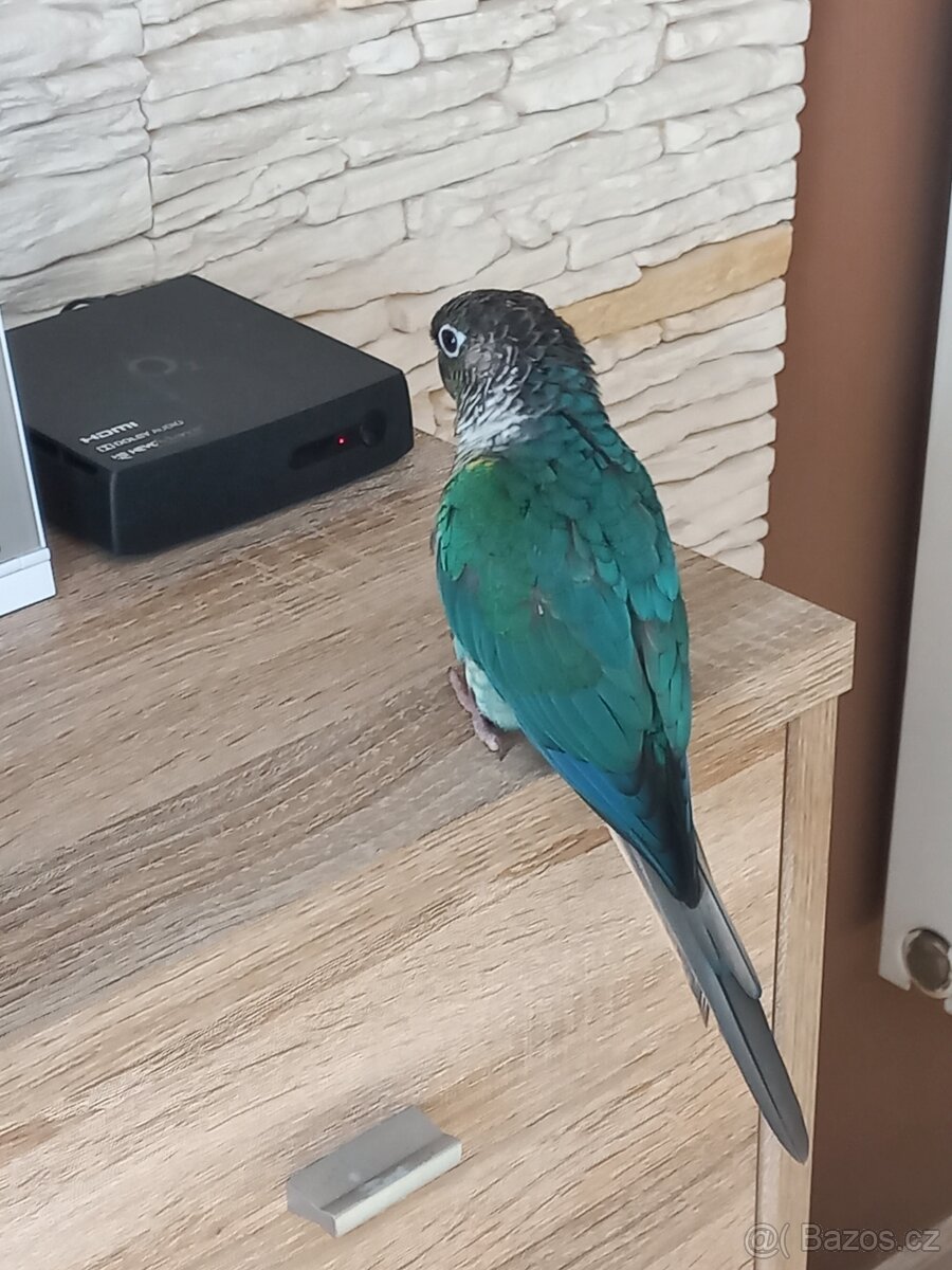 Pyrura zelenolici tyrkys - 2