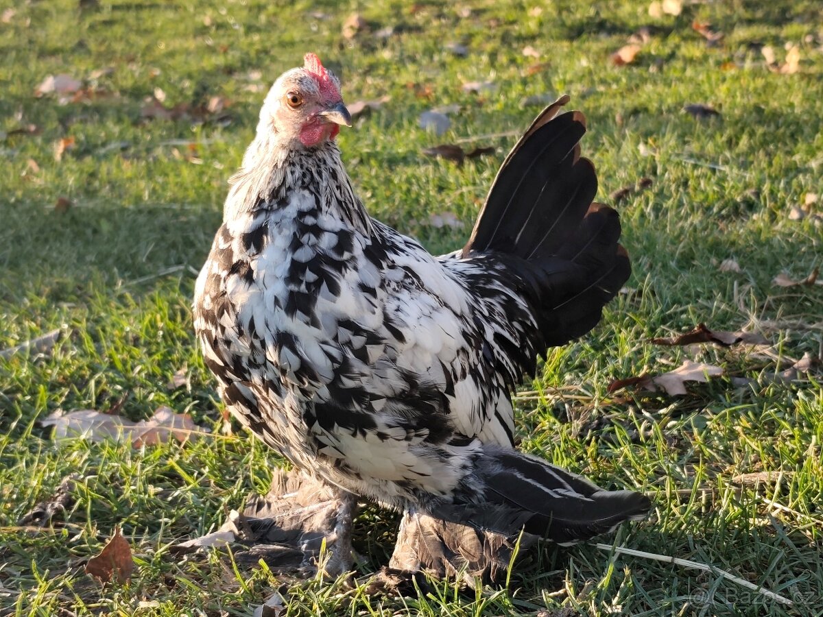 Zakrslá rousná - kohoutci - 2