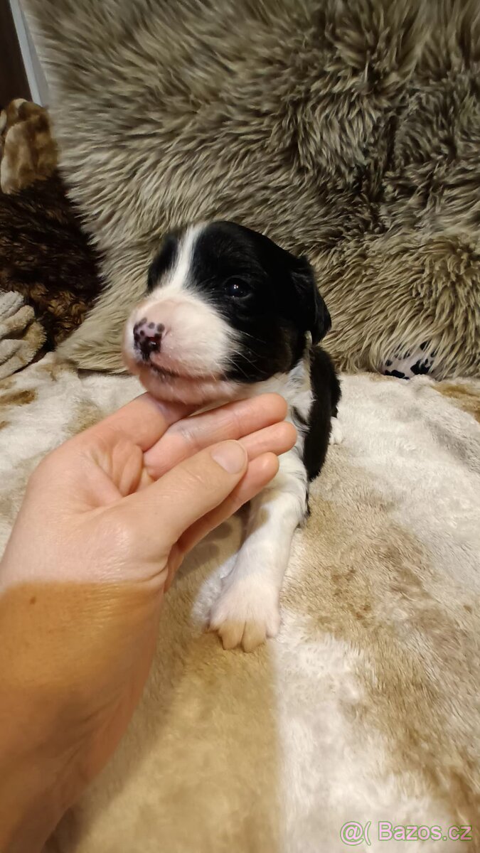 Štěňátka - 2