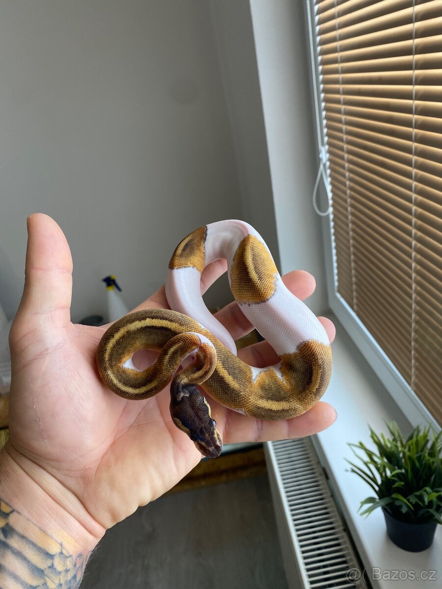 Krajta královská - Vánoční akce - 2
